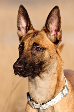 Portfolio Huisdierfotografie