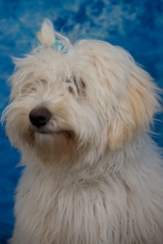 Portfolio Huisdierfotografie