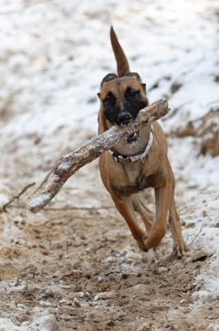 Portfolio Huisdierfotografie